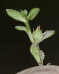 Chaffweed